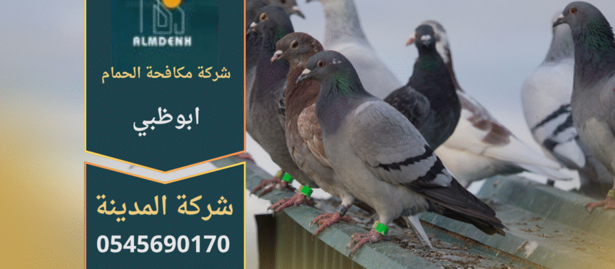 صورة توضح تجمع الحمام على سطح مبنى في ابوظبي، مما يبرز أهمية خدمات شركة مكافحة حمام في ابوظبي لحماية الأسطح والواجهات من الأضرار.