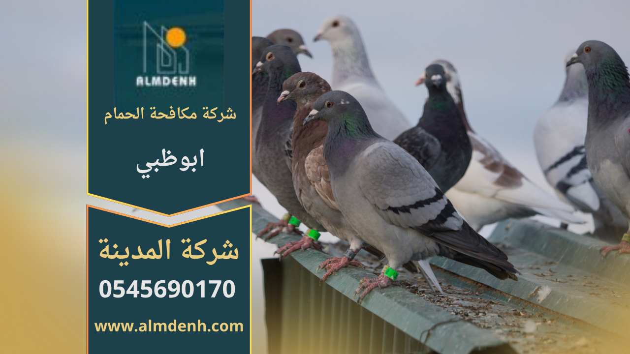 صورة توضح تجمع الحمام على سطح مبنى في ابوظبي، مما يبرز أهمية خدمات شركة مكافحة حمام في ابوظبي لحماية الأسطح والواجهات من الأضرار.