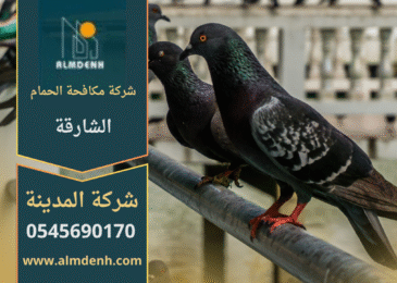 صورة توضح تجمع الحمام على سطح مبنى في الشارقة، مما يبرز الحاجة إلى خدمات شركة مكافحة حمام في الشارقة لحماية الأسطح والواجهات من الأضرار.