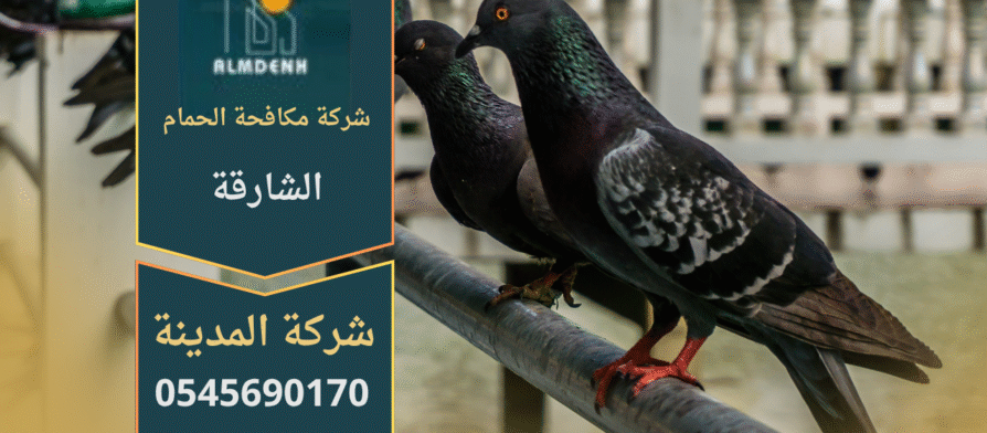 صورة توضح تجمع الحمام على سطح مبنى في الشارقة، مما يبرز الحاجة إلى خدمات شركة مكافحة حمام في الشارقة لحماية الأسطح والواجهات من الأضرار.