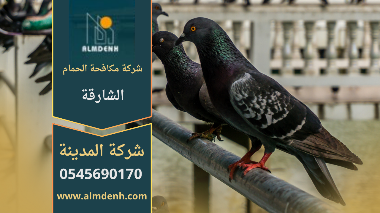 صورة توضح تجمع الحمام على سطح مبنى في الشارقة، مما يبرز الحاجة إلى خدمات شركة مكافحة حمام في الشارقة لحماية الأسطح والواجهات من الأضرار.