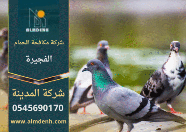 صورة توضح تجمع عدد من الحمام على سطح أحد المباني في الفجيرة، مما يبرز أهمية خدمات شركة مكافحة حمام في الفجيرة للحد من هذه الطيور وحماية الواجهات والأسطح.