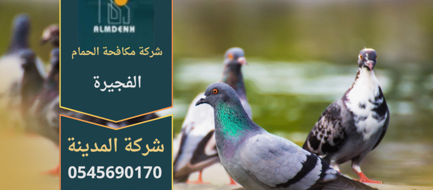 صورة توضح تجمع عدد من الحمام على سطح أحد المباني في الفجيرة، مما يبرز أهمية خدمات شركة مكافحة حمام في الفجيرة للحد من هذه الطيور وحماية الواجهات والأسطح.