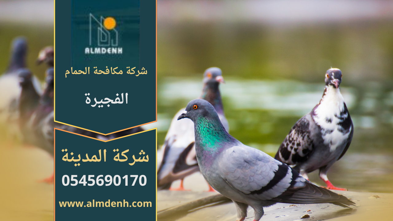 صورة توضح تجمع عدد من الحمام على سطح أحد المباني في الفجيرة، مما يبرز أهمية خدمات شركة مكافحة حمام في الفجيرة للحد من هذه الطيور وحماية الواجهات والأسطح.