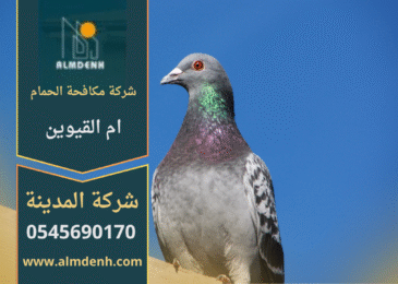 صورة توضح تجمع الحمام على سطح أحد المباني في ام القيوين، مما يبرز أهمية خدمات شركة مكافحة حمام في ام القيوين لحماية الأسطح من الأضرار.