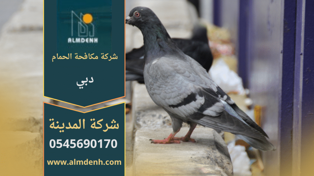 صورة توضح تجمع الحمام على سطح مبنى في دبي، مما يبرز الحاجة إلى خدمات شركة مكافحة حمام في دبي لحماية الأسطح والواجهات من الأضرار.