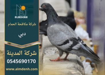 صورة توضح تجمع الحمام على سطح مبنى في دبي، مما يبرز الحاجة إلى خدمات شركة مكافحة حمام في دبي لحماية الأسطح والواجهات من الأضرار.