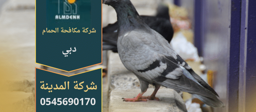 صورة توضح تجمع الحمام على سطح مبنى في دبي، مما يبرز الحاجة إلى خدمات شركة مكافحة حمام في دبي لحماية الأسطح والواجهات من الأضرار.