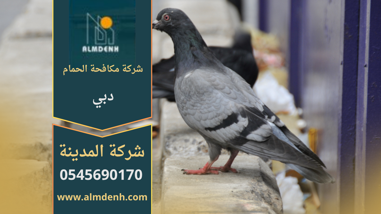 صورة توضح تجمع الحمام على سطح مبنى في دبي، مما يبرز الحاجة إلى خدمات شركة مكافحة حمام في دبي لحماية الأسطح والواجهات من الأضرار.