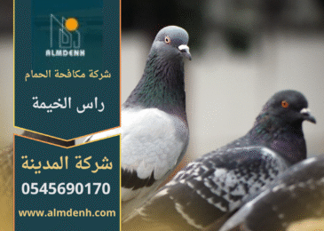 صورة توضح تجمع الحمام على سطح أحد المباني في راس الخيمة، مما يبرز الحاجة إلى خدمات شركة مكافحة حمام في راس الخيمة لحماية الأسطح من الأضرار.