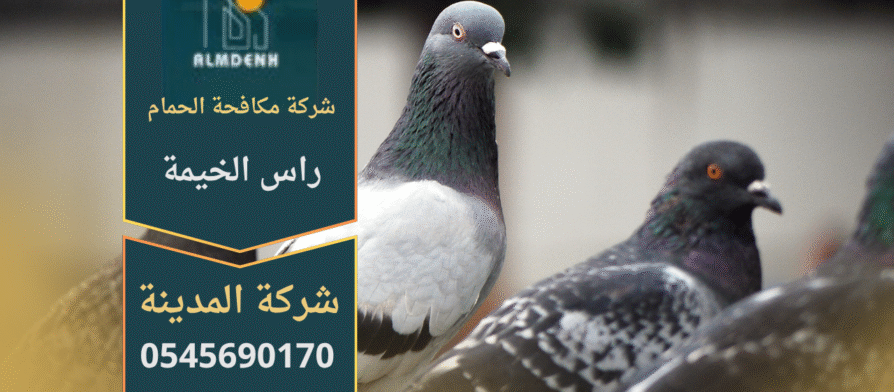 صورة توضح تجمع الحمام على سطح أحد المباني في راس الخيمة، مما يبرز الحاجة إلى خدمات شركة مكافحة حمام في راس الخيمة لحماية الأسطح من الأضرار.