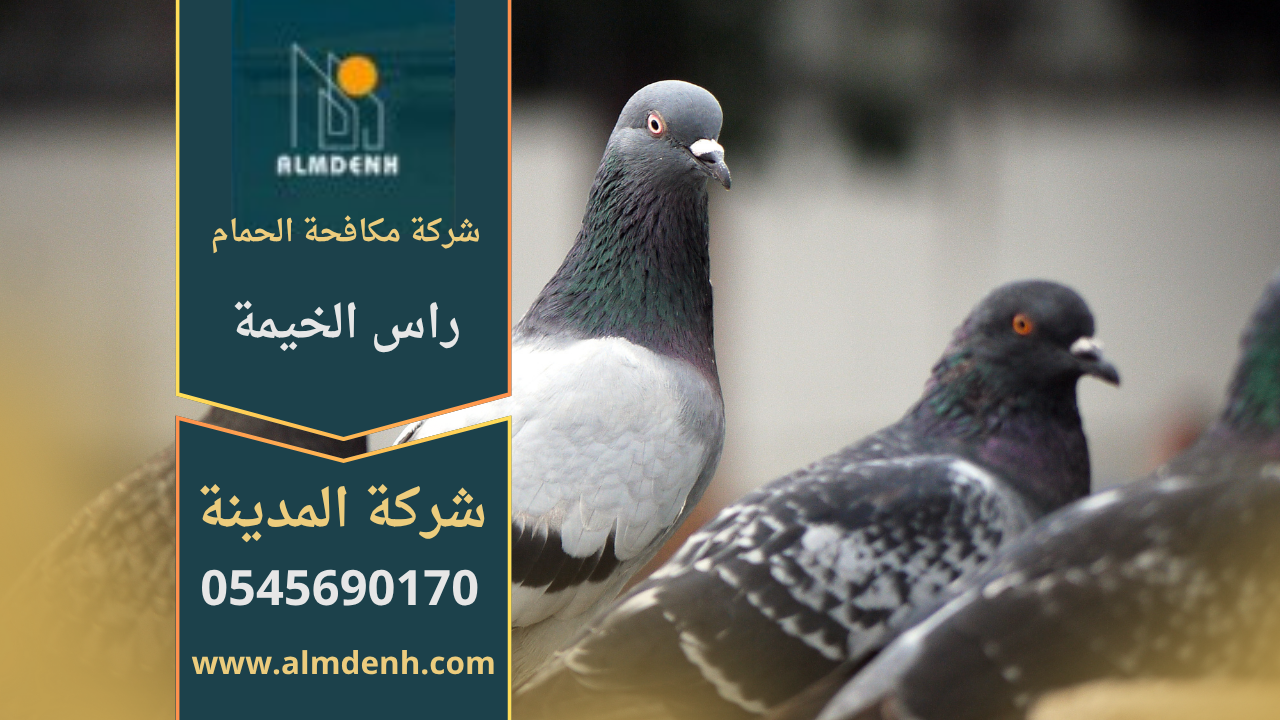 صورة توضح تجمع الحمام على سطح أحد المباني في راس الخيمة، مما يبرز الحاجة إلى خدمات شركة مكافحة حمام في راس الخيمة لحماية الأسطح من الأضرار.