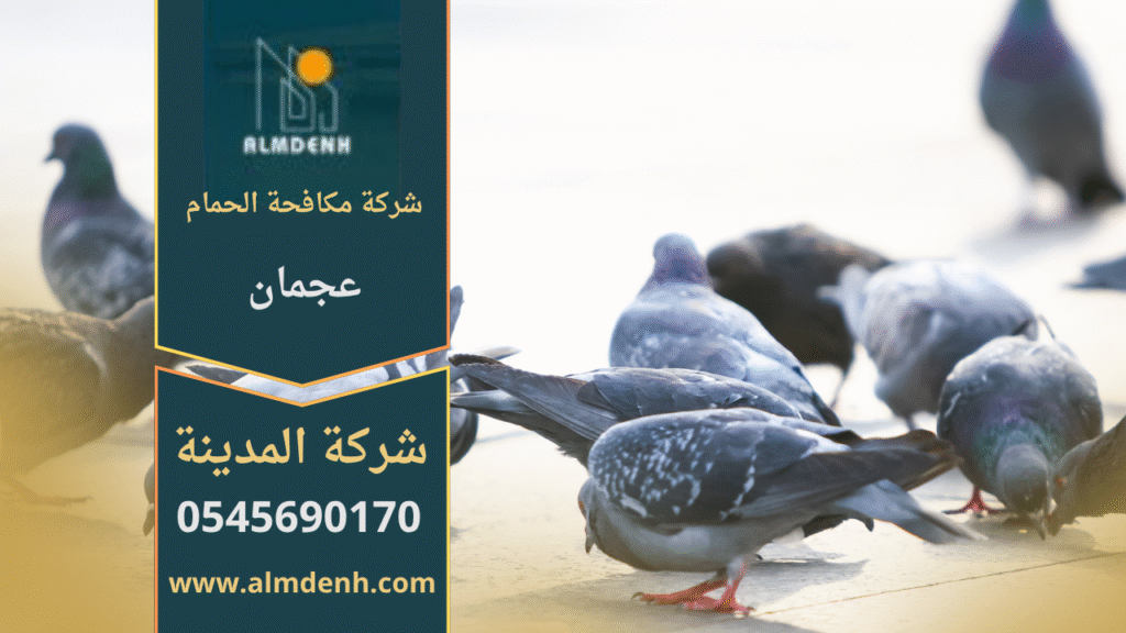 صورة تظهر تجمع الحمام على سطح أحد المباني في عجمان، مما يبرز الحاجة إلى خدمات شركة مكافحة حمام في عجمان لحماية الواجهات والأسطح من الأضرار.