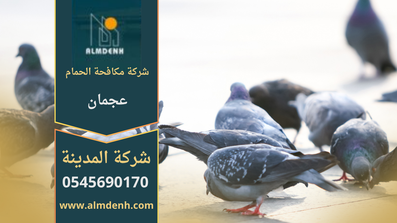 صورة تظهر تجمع الحمام على سطح أحد المباني في عجمان، مما يبرز الحاجة إلى خدمات شركة مكافحة حمام في عجمان لحماية الواجهات والأسطح من الأضرار.