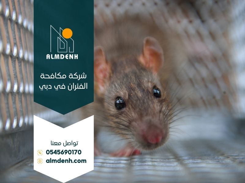 شركة مكافحة الفئران في دبي