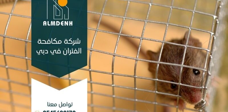 شركة مكافحة الفئران في دبي