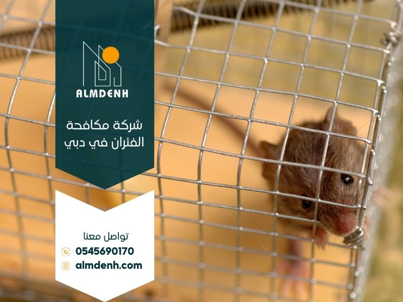 شركة مكافحة الفئران في دبي