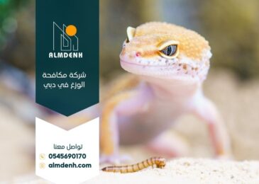 شركة مكافحة الوزغ في دبي