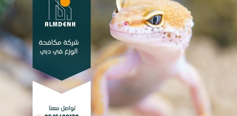 شركة مكافحة الوزغ في دبي