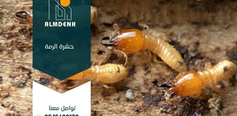 حشرة الرمة