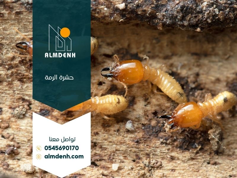 حشرة الرمة