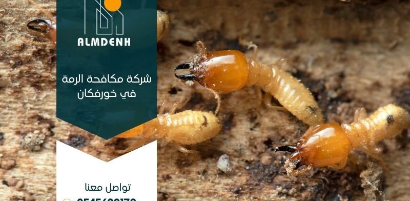 شركة مكافحة الرمة في خورفكان