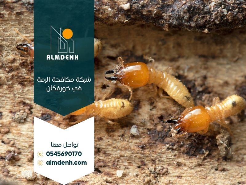 شركة مكافحة الرمة في خورفكان