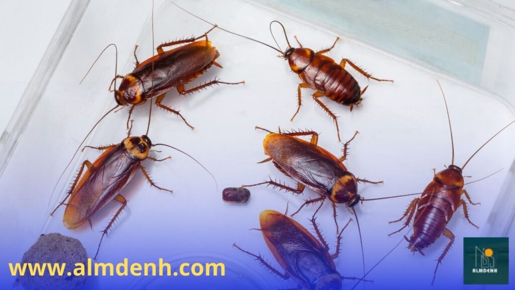 شركة مكافحة حشرات في دبي