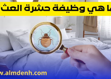 حشرة العث