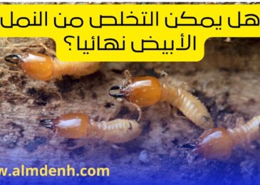 هل يمكن التخلص من النمل الأبيض نهائيا؟