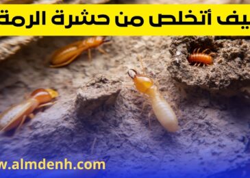 حشرة الرمة
