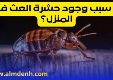 حشرة العث