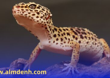 صورة لعملية مكافحة الطيطار (الوزغ) من قبل فريق شركة مكافحة الطيطار في دبي باستخدام تقنيات متقدمة ومواد آمنة.