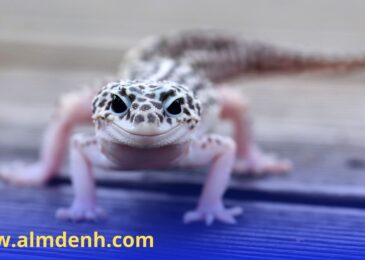 شركة مكافحة الطيطار في الشارقة تقدم خدمات فعالة للقضاء على الحشرات باستخدام أحدث التقنيات