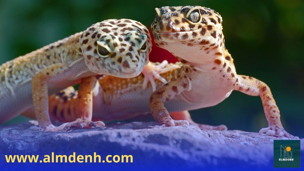 شركة مكافحة الطيطار في الفجيرة تقدم حلول فعّالة للتخلص من الطيطار نهائيًا.