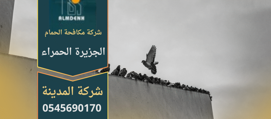 حمام يتجمع على سطح مبنى في منطقة الجزيرة الحمراء، مما يبرز أهمية خدمات شركة مكافحة الحمام في الجزيرة الحمراء للحفاظ على نظافة المكان ومنع انتشار الطيور.