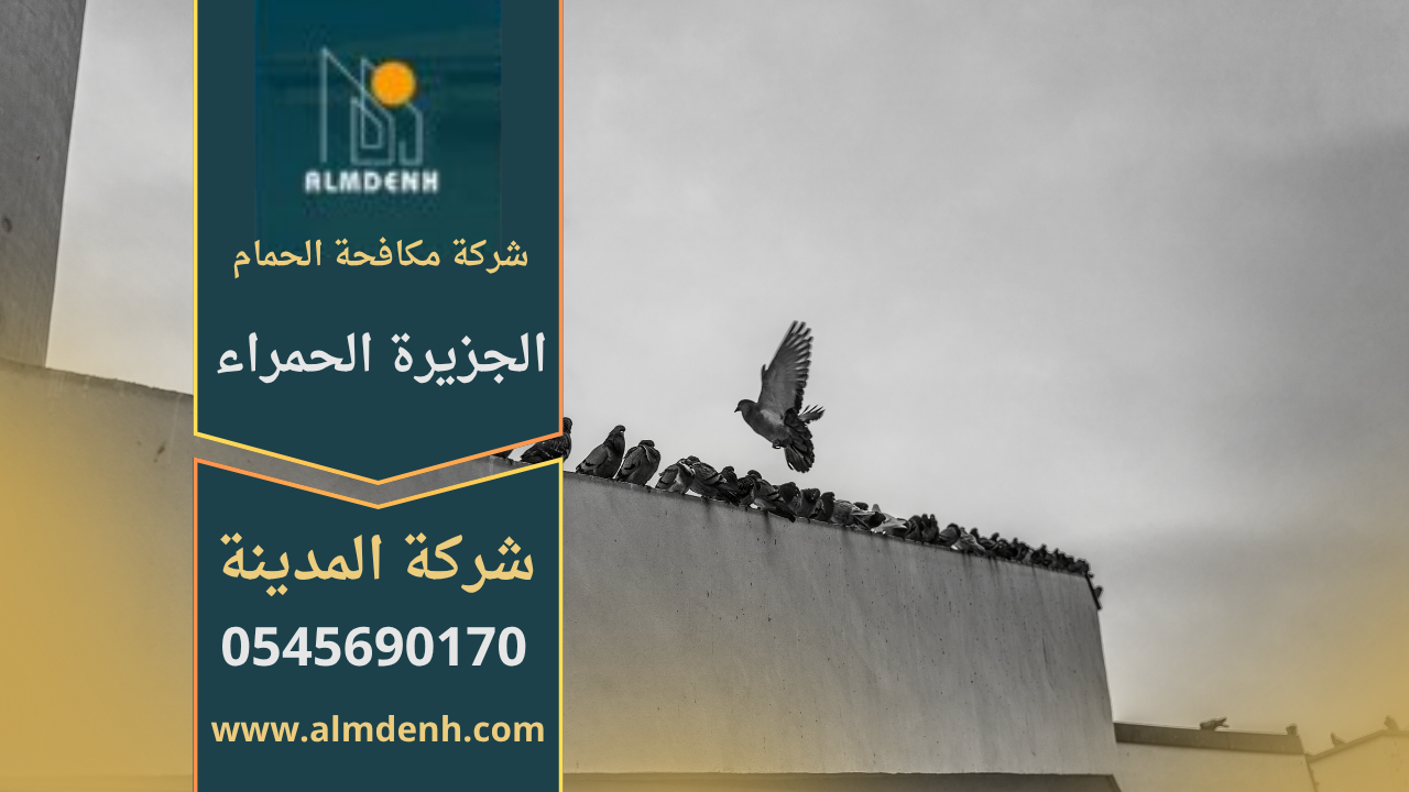 حمام يتجمع على سطح مبنى في منطقة الجزيرة الحمراء، مما يبرز أهمية خدمات شركة مكافحة الحمام في الجزيرة الحمراء للحفاظ على نظافة المكان ومنع انتشار الطيور.