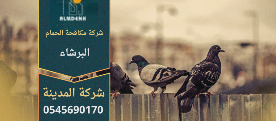 صورة توضح تجمع الحمام على سطح أحد المباني في البرشاء، مما يبرز أهمية خدمات شركة مكافحة الحمام في البرشاء لحماية الأسطح والواجهات من الأضرار.