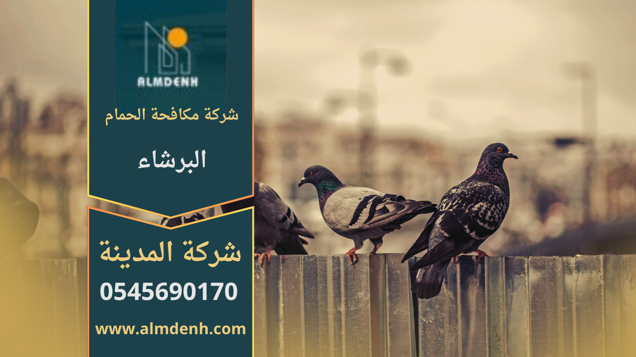 صورة توضح تجمع الحمام على سطح أحد المباني في البرشاء، مما يبرز أهمية خدمات شركة مكافحة الحمام في البرشاء لحماية الأسطح والواجهات من الأضرار.
