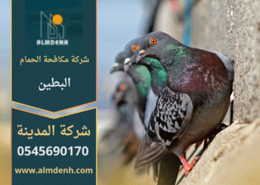 صورة توضّح تجمع الحمام على أسطح المباني في البطين مع حلول فعّالة من شركة مكافحة الحمام في البطين لإبعاد الطيور وحماية الواجهات.
