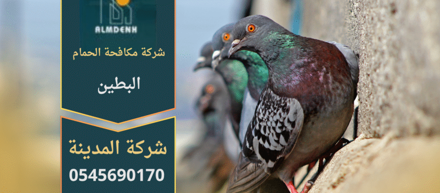 صورة توضّح تجمع الحمام على أسطح المباني في البطين مع حلول فعّالة من شركة مكافحة الحمام في البطين لإبعاد الطيور وحماية الواجهات.