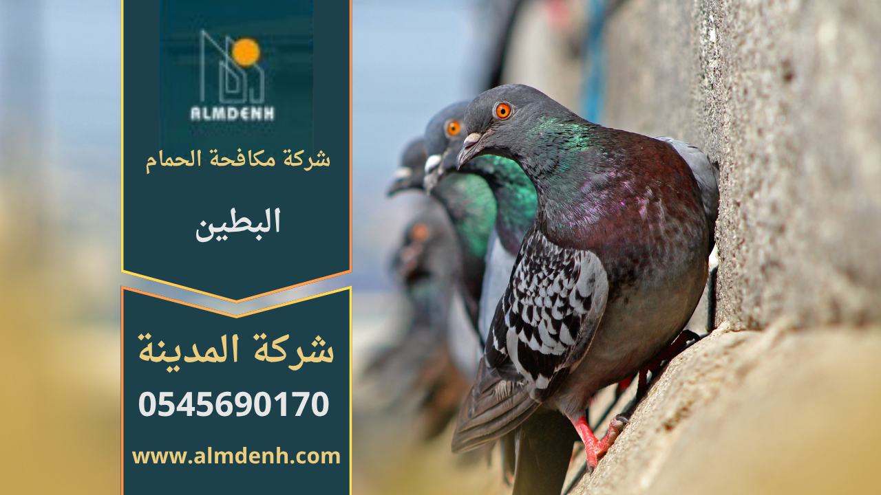 صورة توضّح تجمع الحمام على أسطح المباني في البطين مع حلول فعّالة من شركة مكافحة الحمام في البطين لإبعاد الطيور وحماية الواجهات.