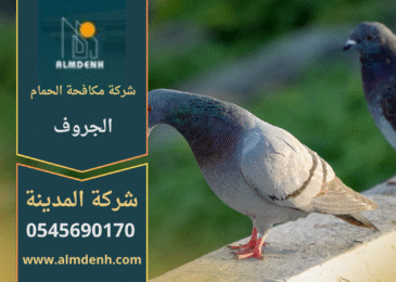 صورة توضح تجمع الحمام على أسطح المباني في الجروف مع حلول متخصصة من شركة مكافحة الحمام في الجروف لإبعاد الطيور وحماية الممتلكات.