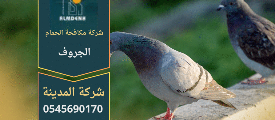 صورة توضح تجمع الحمام على أسطح المباني في الجروف مع حلول متخصصة من شركة مكافحة الحمام في الجروف لإبعاد الطيور وحماية الممتلكات.