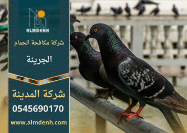 صورة توضح فريق شركة مكافحة الحمام في الجرينة أثناء تركيب شبك مانع للحمام على سطح مبنى سكني لحمايته من تجمع الطيور.