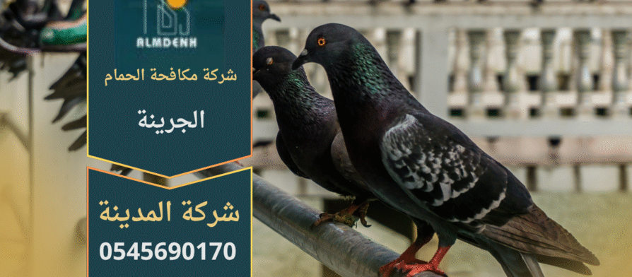 صورة توضح فريق شركة مكافحة الحمام في الجرينة أثناء تركيب شبك مانع للحمام على سطح مبنى سكني لحمايته من تجمع الطيور.