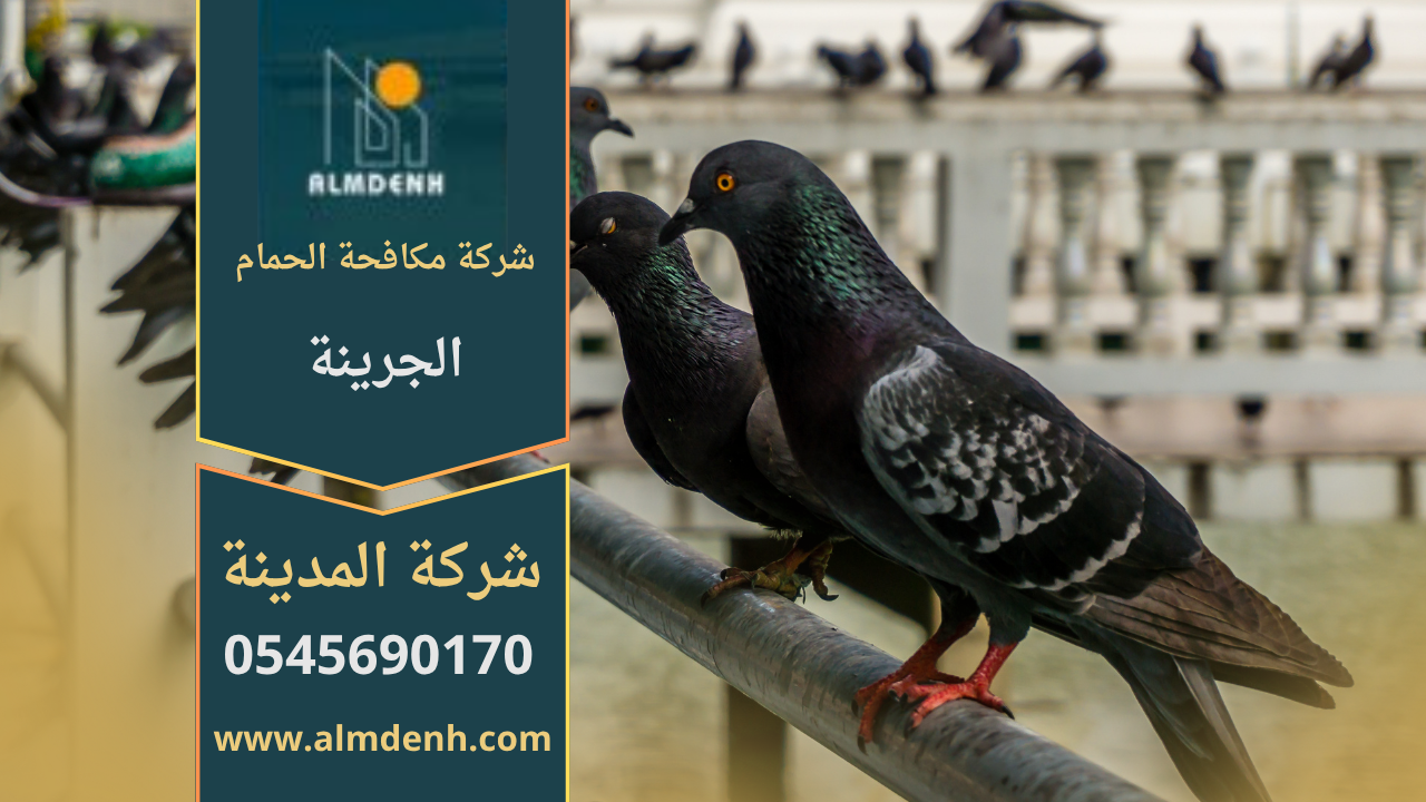 صورة توضح فريق شركة مكافحة الحمام في الجرينة أثناء تركيب شبك مانع للحمام على سطح مبنى سكني لحمايته من تجمع الطيور.