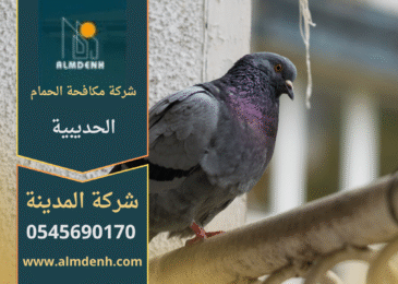 فريق من شركة مكافحة الحمام في الحديبية يركب شبك وأسلاك طاردة للحمام على أسطح المباني بطريقة آمنة وفعالة.