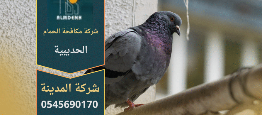 فريق من شركة مكافحة الحمام في الحديبية يركب شبك وأسلاك طاردة للحمام على أسطح المباني بطريقة آمنة وفعالة.
