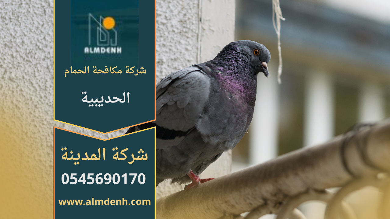 فريق من شركة مكافحة الحمام في الحديبية يركب شبك وأسلاك طاردة للحمام على أسطح المباني بطريقة آمنة وفعالة.